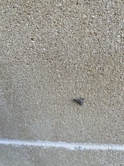 Macrochilo orciferalis