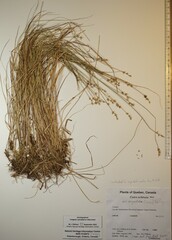 Carex echinata echinata