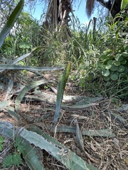 Hylocereeae