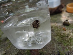 Opisthoplatia orientalis