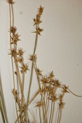 Carex echinata echinata