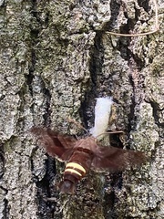 Amphion floridensis