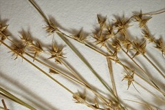 Carex echinata echinata