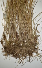Carex echinata echinata