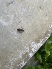 Anasa tristis