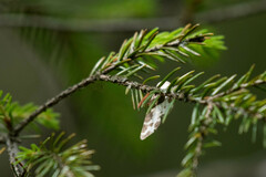 Lomaspilis marginata