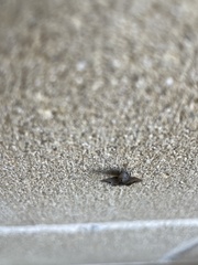 Macrochilo orciferalis