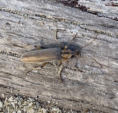 Copidita quadrimaculata