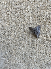 Macrochilo orciferalis