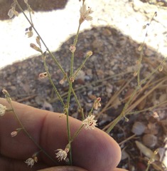 Eriogonum apiculatum