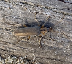 Copidita quadrimaculata