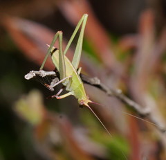 Symmachis lateipennis