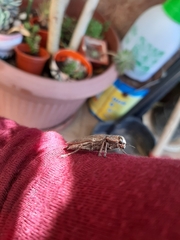 Ectinogonia buquetii