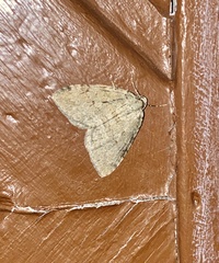 Operophterini