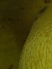 Butyriboletus roseopurpureus