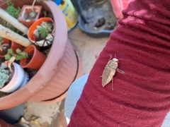 Ectinogonia buquetii