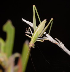 Symmachis lateipennis