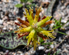 Lachenalia orchioides