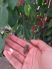 Ectinogonia buquetii