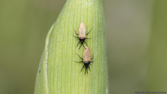 Catoplatus nigriceps