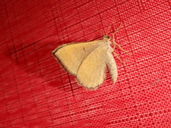 Scotopteryx chenopodiata