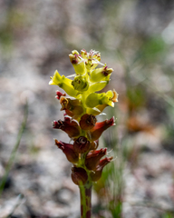 Lachenalia lutea