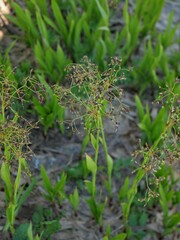 Luzula parviflora parviflora