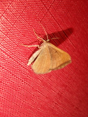 Scotopteryx chenopodiata