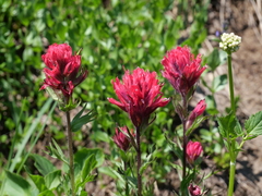 Castilleja parviflora