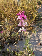 Linaria maroccana