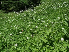 Valeriana sitchensis