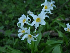 Erythronium montanum