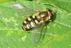 Eupeodes corollae