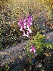 Linaria maroccana