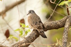Turtur abyssinicus