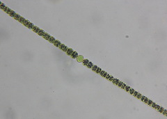 Nostocales