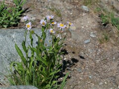 Erigeron glacialis