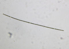 Nostocales