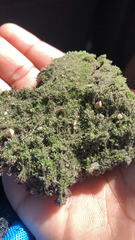 Bryum argenteum