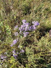 Symphyotrichum oblongifolium