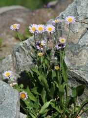 Erigeron glacialis