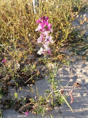 Linaria maroccana