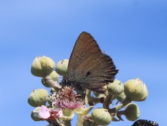 Satyrium esculi