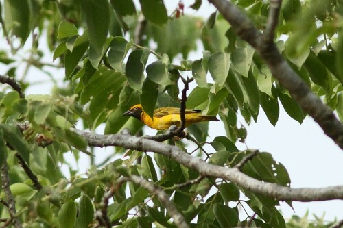 iNaturalist image