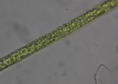 Pleurotaenium