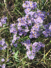 Symphyotrichum oblongifolium