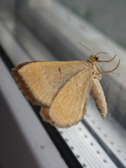 Scotopteryx chenopodiata