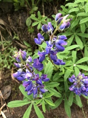 Lupinus latifolius