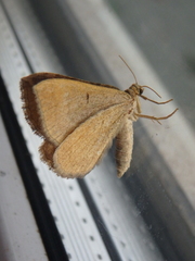 Scotopteryx chenopodiata