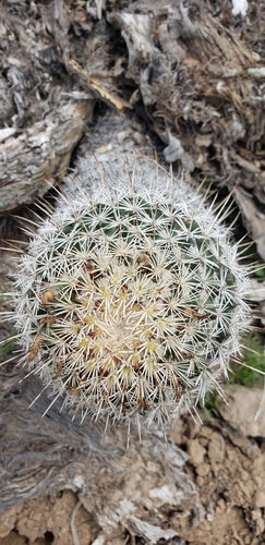Coryphantha potosiana